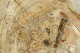 Beautiful, Petrified Wood (Araucaria) Slab - Madagascar #325148-1